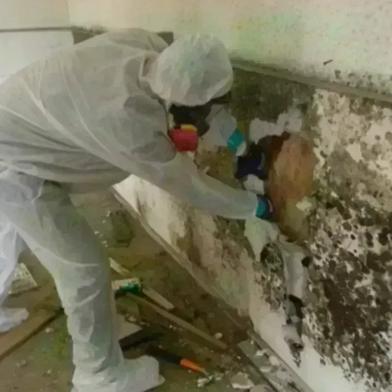 Mold Remediation and Removal in Santee, CA